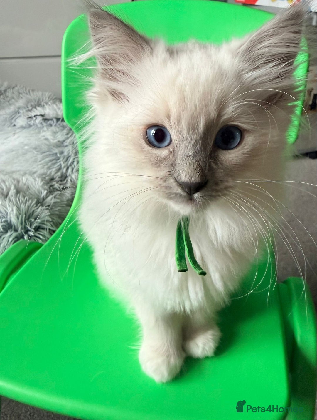 Ragdoll cats for sale: 2 Ragdolls left Boy/Girl beautiful  - Advert 6