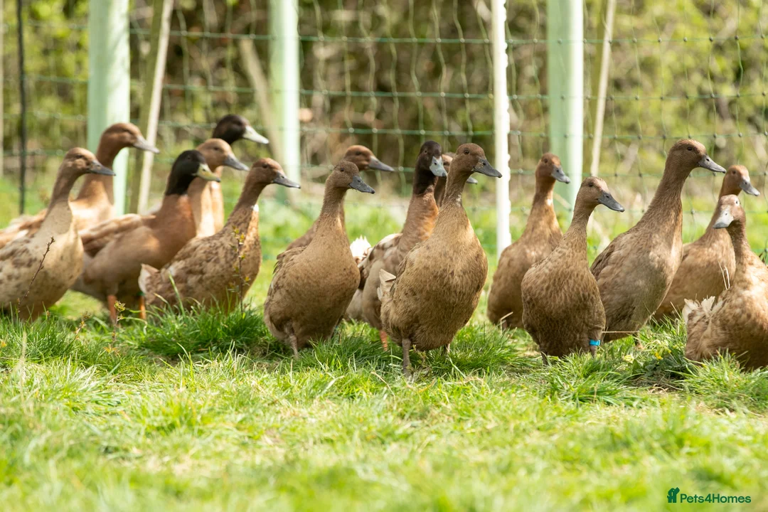 Ducks poultry for sale: Khaki Campbell Ducklings Female 0-2 weeks old - Advert 2