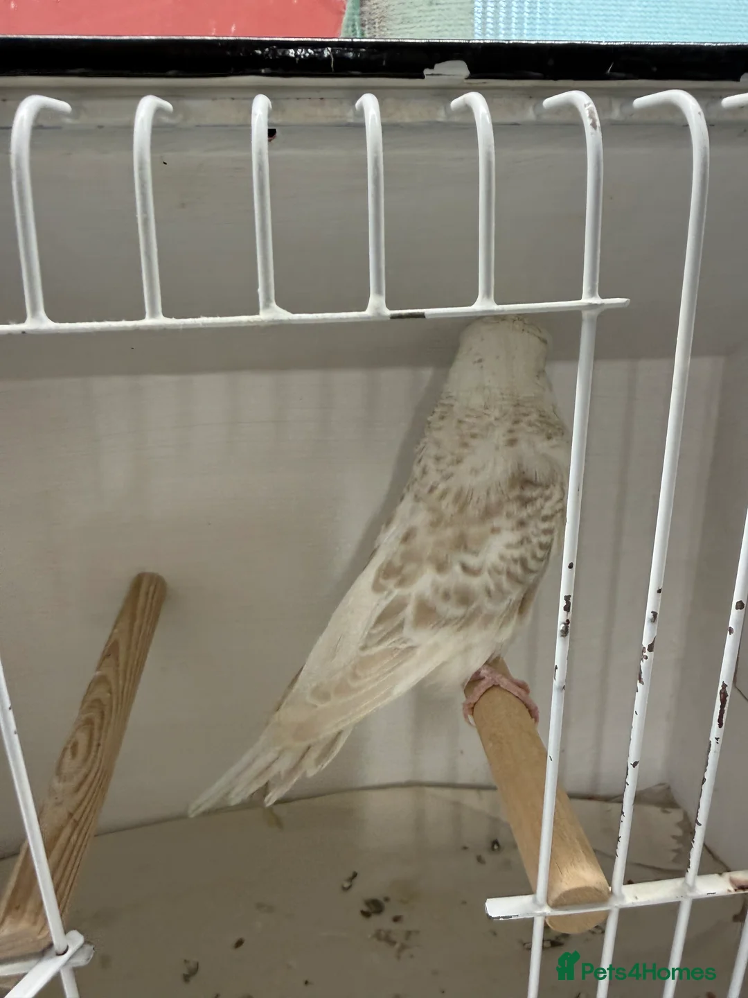 Budgerigars birds for sale: English budgies - Advert 7