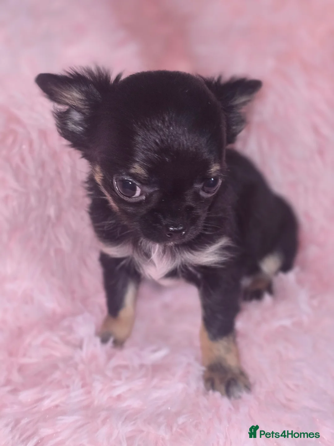 Chihuahua dogs for sale: Chihuahua Puppies in Glasgow - Advert 9