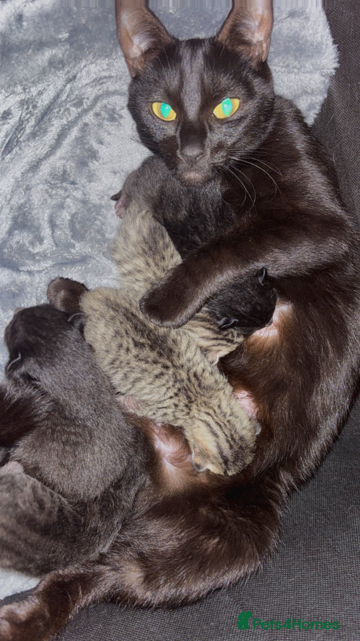 Mixed Breed cats Ragdoll cross - Advert 2