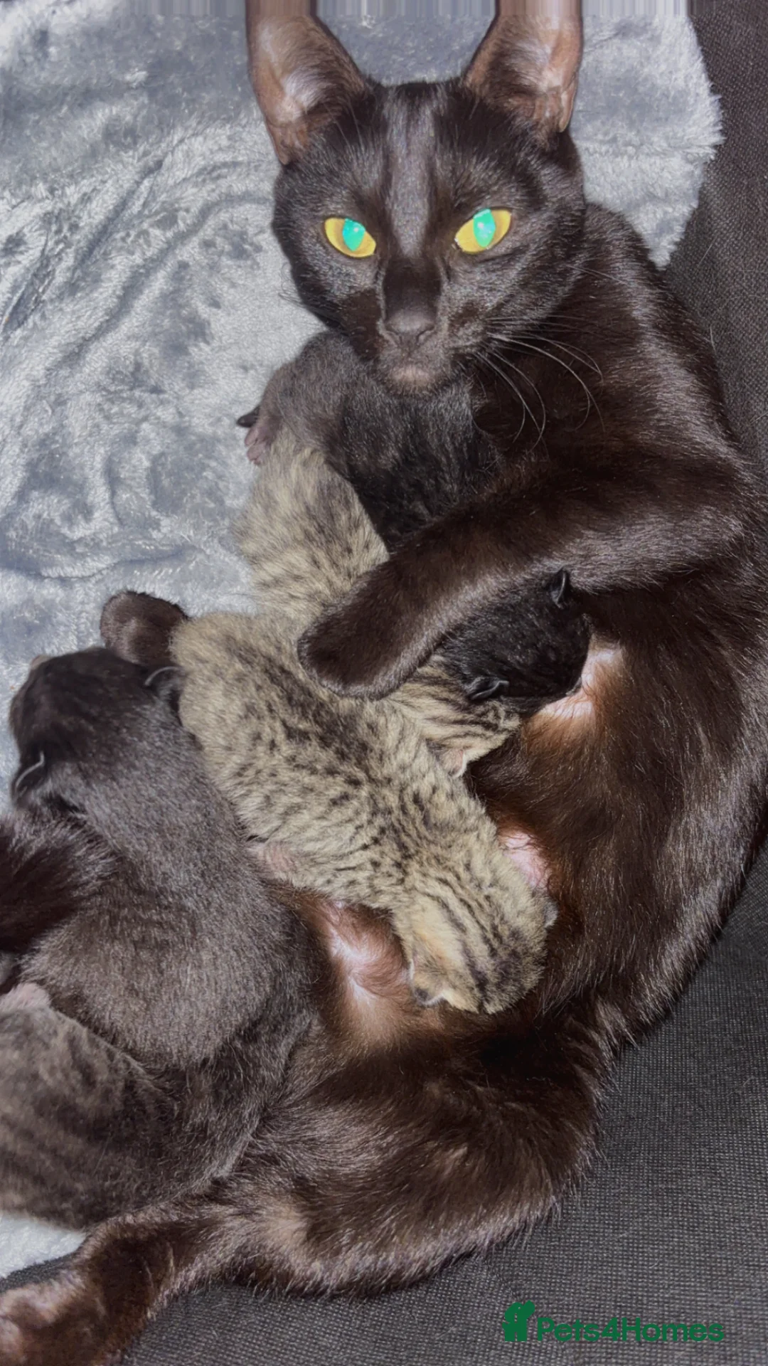 Mixed Breed cats for sale: Ragdoll cross - Advert 1