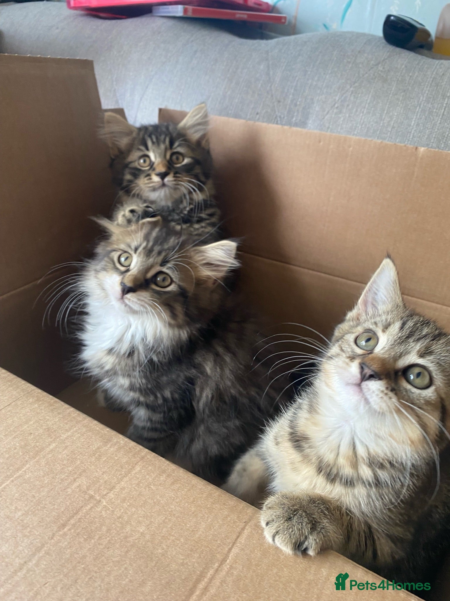 Mixed Breed cats Beautiful kittens - Advert 1