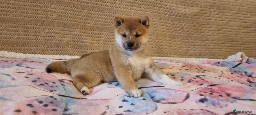 Japanese Shiba Inu dogs for sale: Beautiful Japanese Shiba Inu Puppies - Image 14