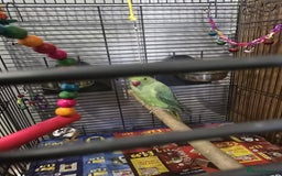 Parrots birds for sale: Indian ringneck - Image 2