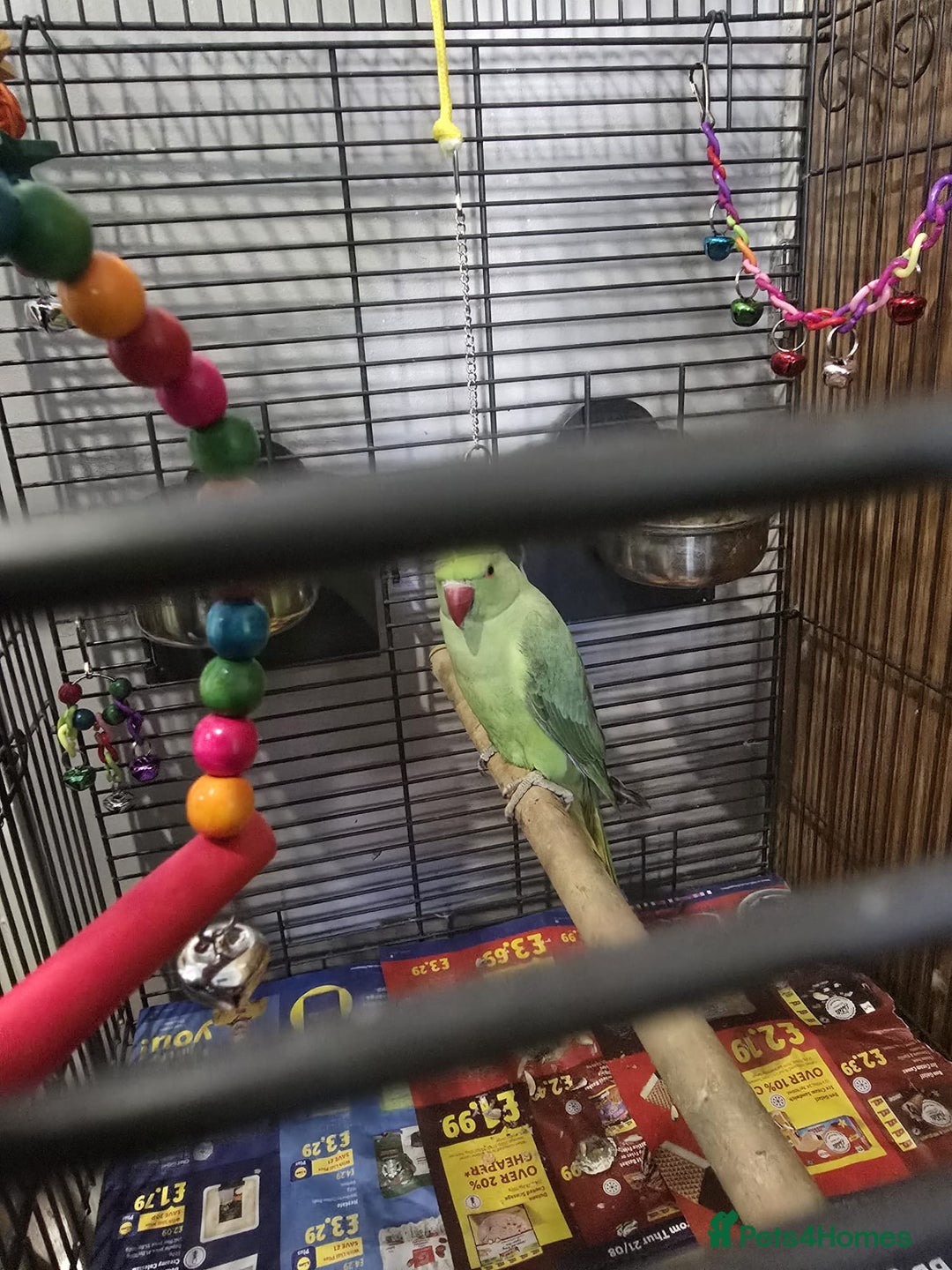 Parrots birds for sale: Indian ringneck - Image 2
