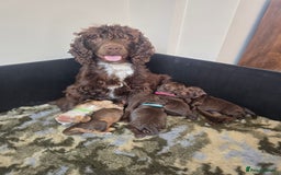 Cocker Spaniel dogs for sale: Show type x working cocker spaniel puppies - Image 1