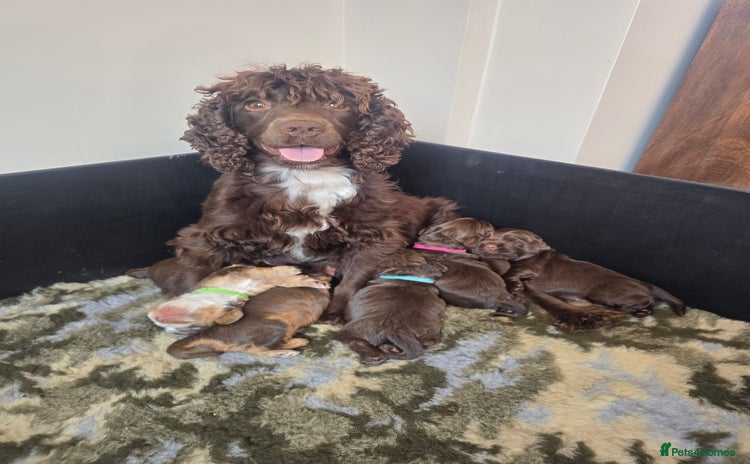 Cocker Spaniel dogs - Advert 1