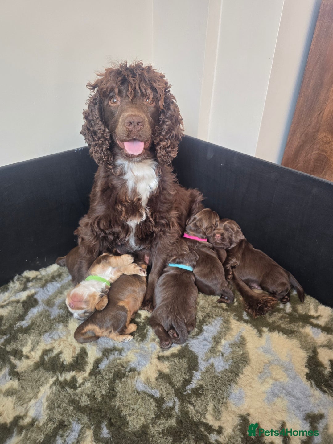 Cocker Spaniel dogs for sale: Show type x working cocker spaniel puppies - Image 1