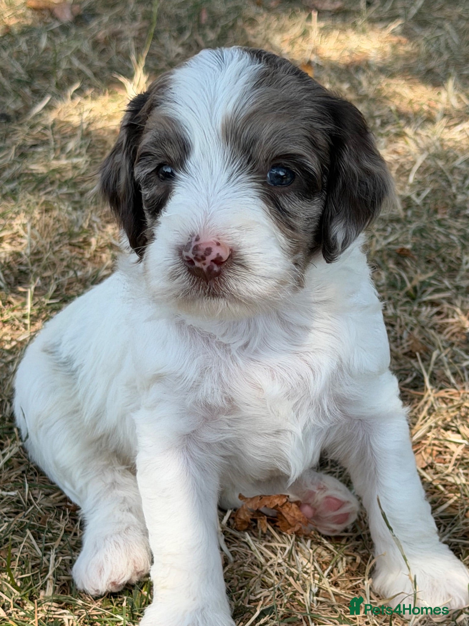 Sproodle dogs F1 Sproodles FULL DNA 5⭐️ Licensed Breeder - Advert 2