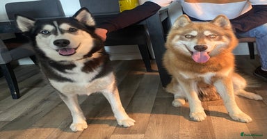 Siberian Husky dogs - Advert 14