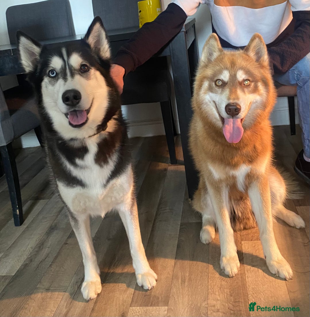 Siberian Husky dogs for sale: Beautiful Chunky Siberian Husky Puppies  - Image 8