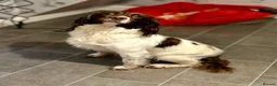 Sprocker dogs for sale: Sprocker Spaniel pups  in Stranraer - Advert 33