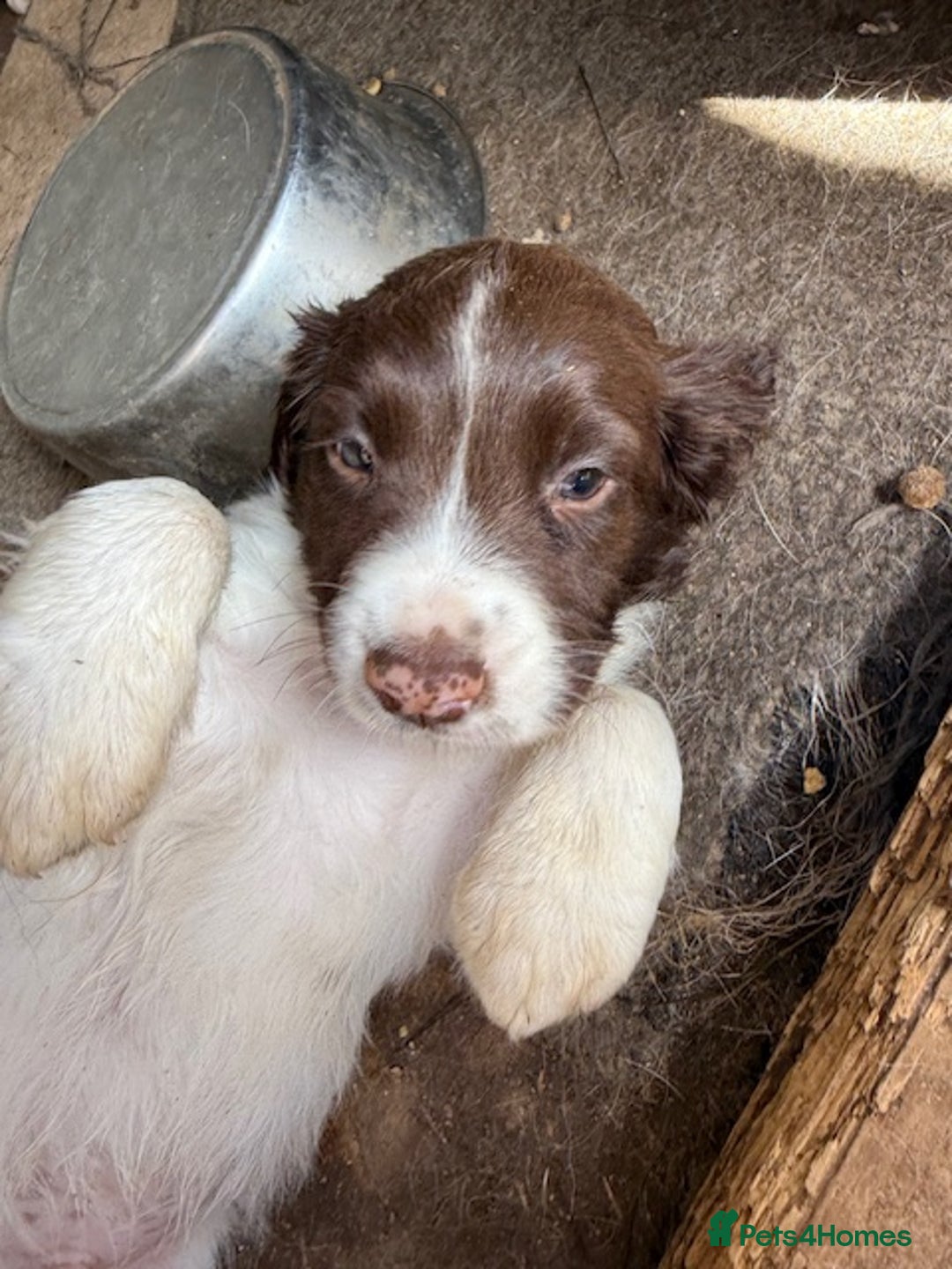 English Springer Spaniel dogs for sale: Beautiful pedigree springer spaniels  - Image 8