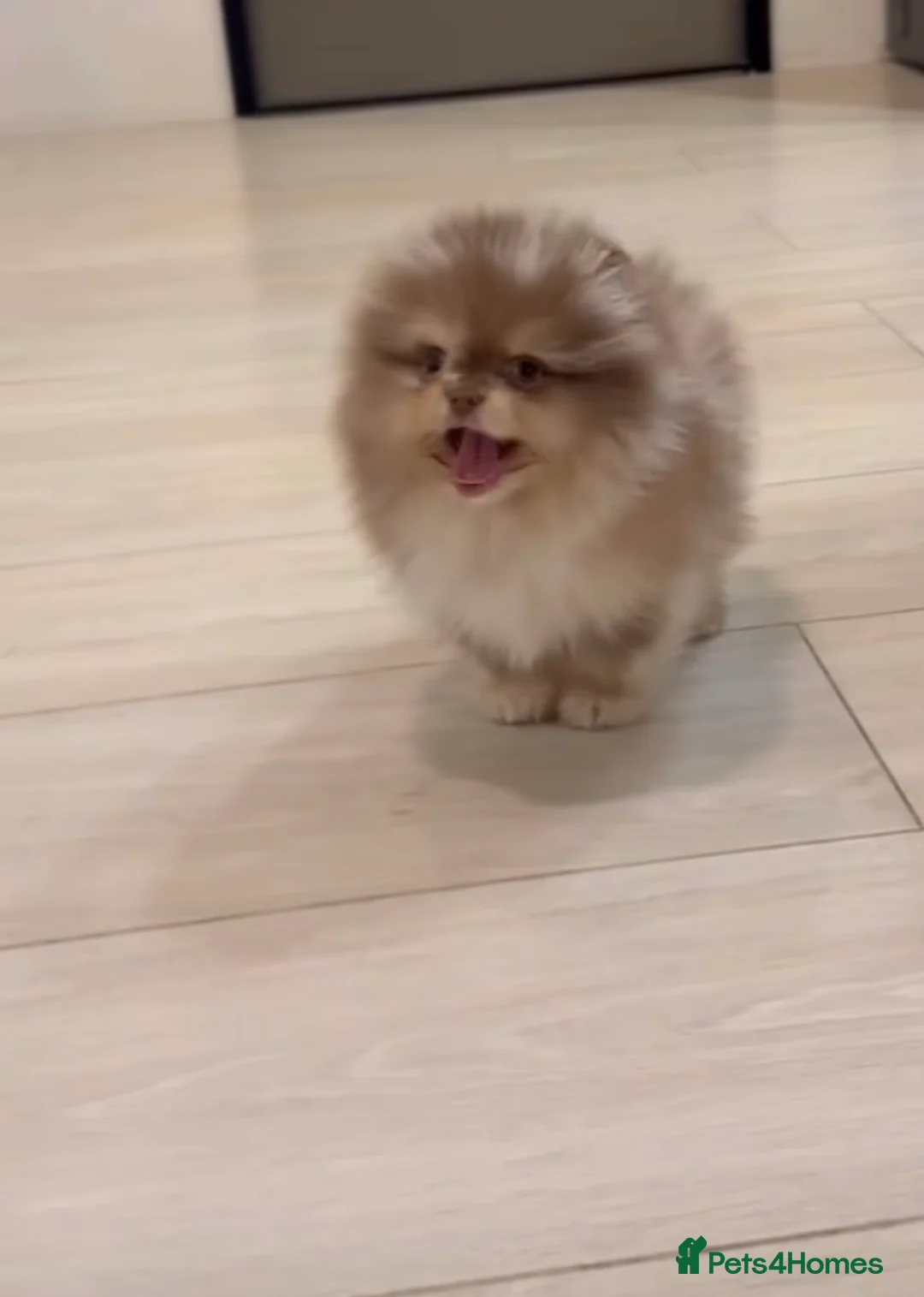 Pomeranian dogs for sale:  **  Pomeranian pups  in Runcorn - Advert 5