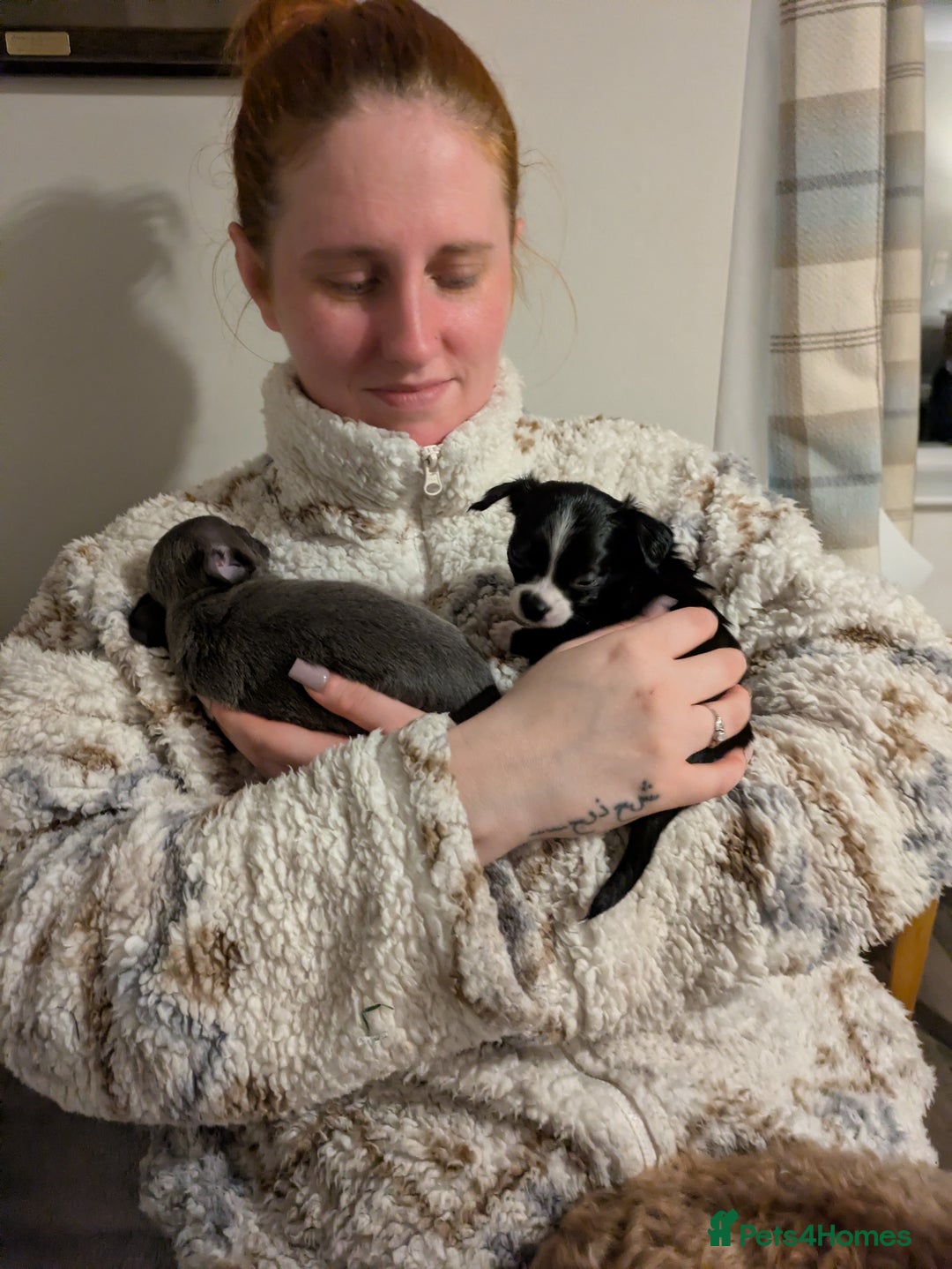 Chihuahua dogs for sale: Rare colour and tiny pedigree Chihuahuas  - Advert 18