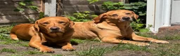 Labrador Retriever dogs for stud: Proven KC Fox Red Lab Stud - Advert 3