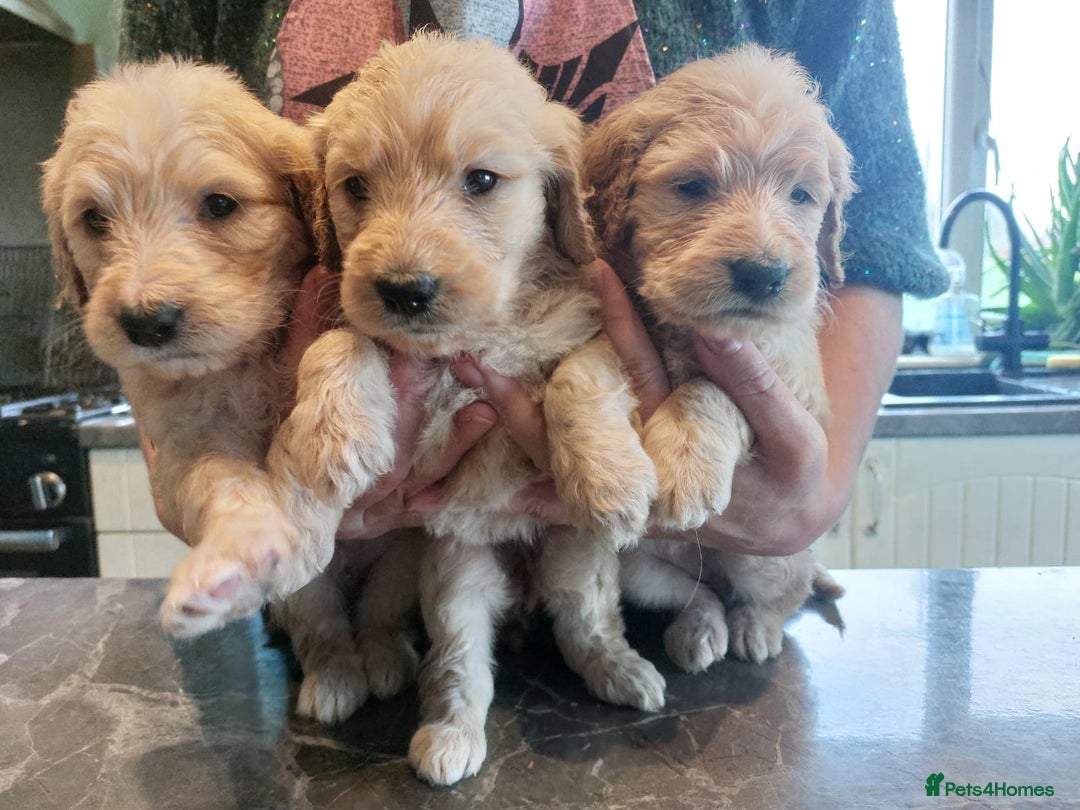 Goldendoodle dogs for sale: 9 FULLY HEALTH TESTED F1 Goldendoodle pup for sale - Advert 5
