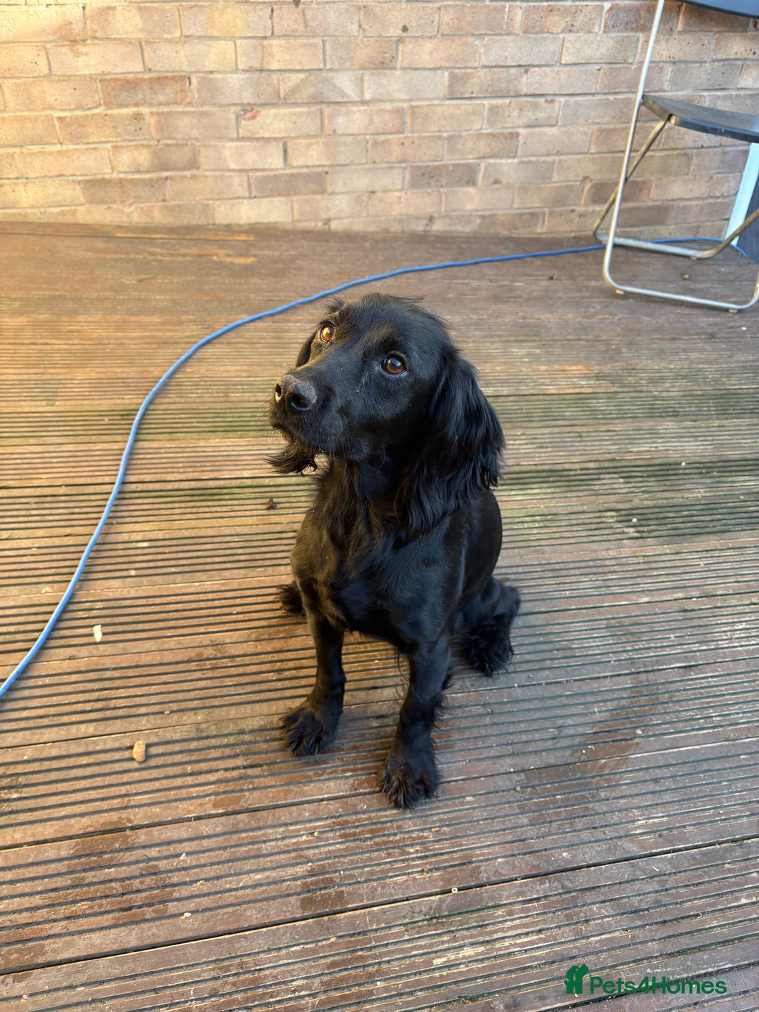 Cockapoo dogs for sale: Beautiful F1 Cockapoo puppies available  - Advert 7