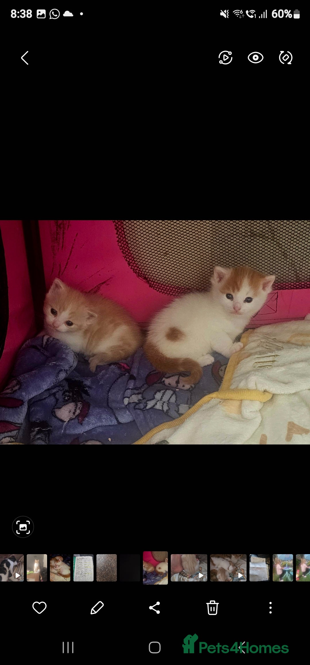 Mixed Breed cats for sale: Adorable kittens available  - Image 12