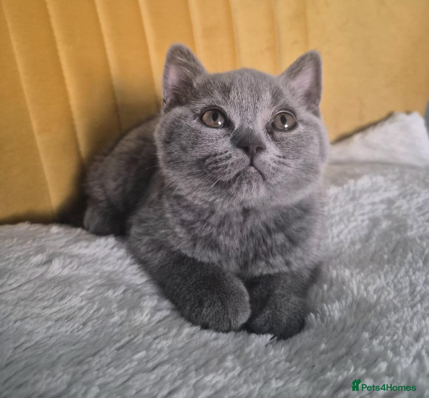 British Shorthair cats Exceptional pedigree British shorthair kittens  😻 - Advert 1