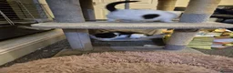 Mixed Breed cats for sale: Playful kittens looking for their furrever homes - Advert 4