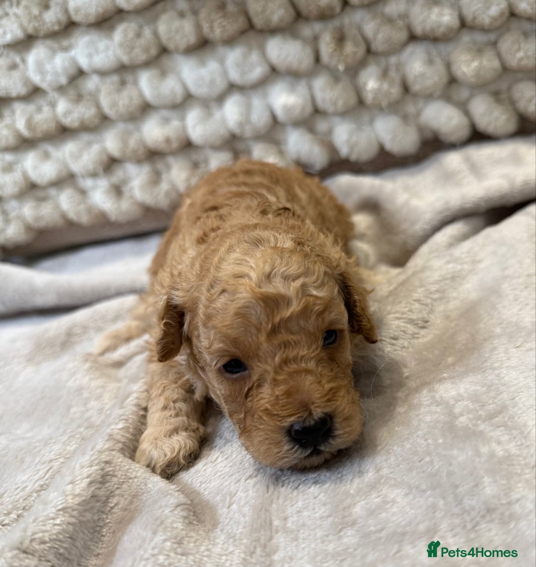 Toy Poodle dogs for sale: Adorable Toy Poodle Puppies READY TO GO! - Advert 28