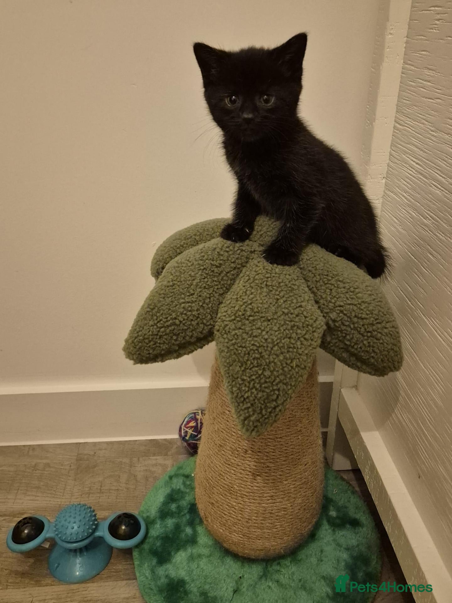 Mixed Breed cats Beautiful male and female kittens - Advert 3