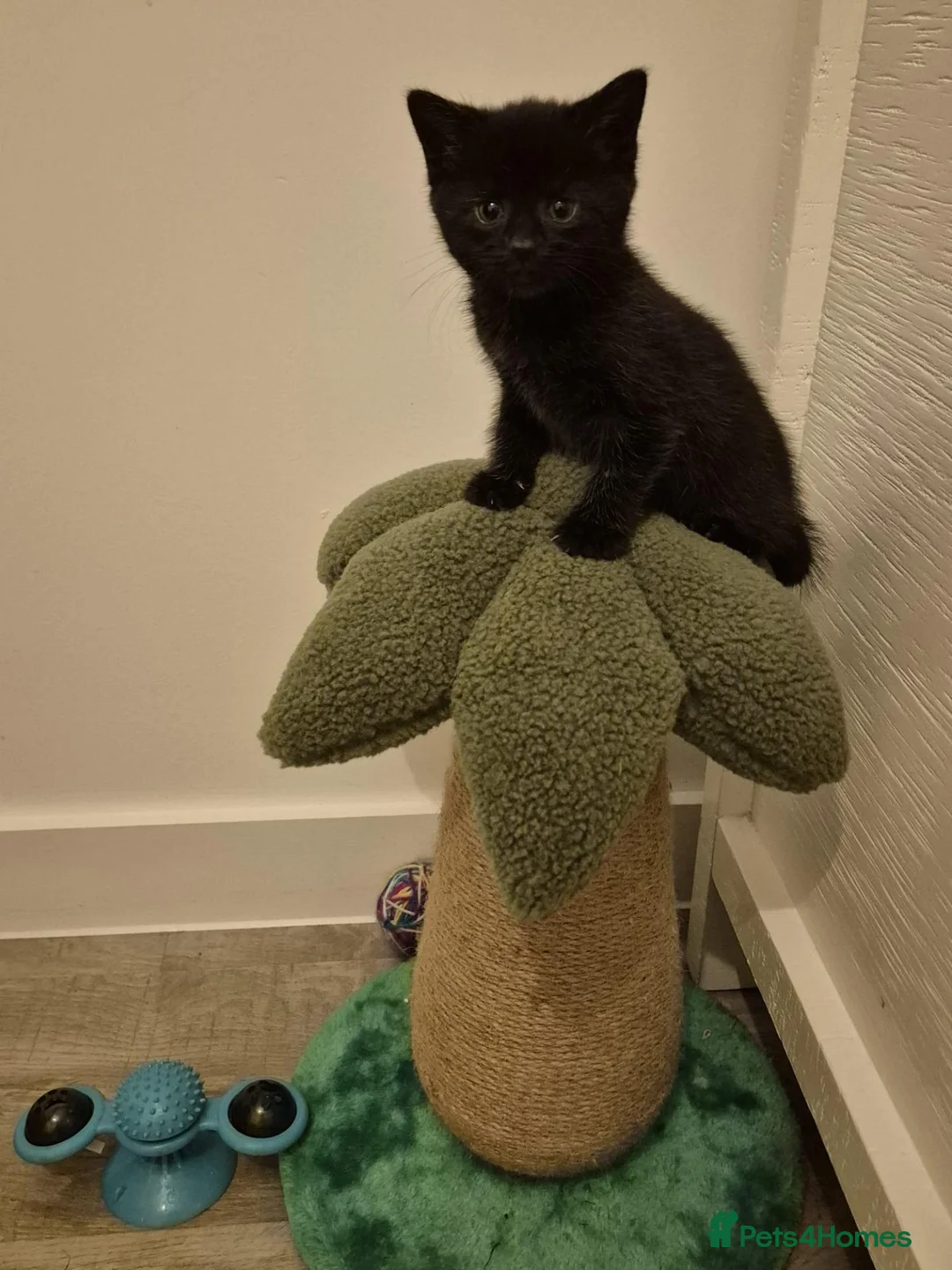 Mixed Breed cats for sale: Beautiful male and female kittens in Stourport-on-Severn - Advert 1