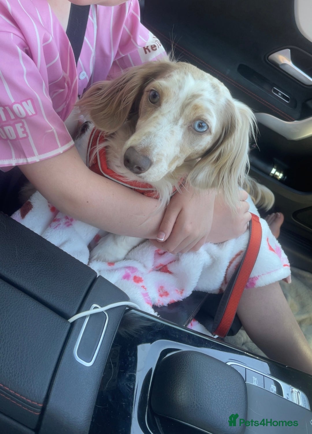 Miniature Dachshund dogs for sale: Miniature long hair English cream dachshunds  - Advert 9