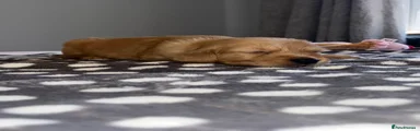 Golden Retriever Dark Blue