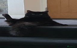 Maine Coon cats for sale: *URGENT HOME * GORGEOUS MAINCOON PRINCE - Image 4