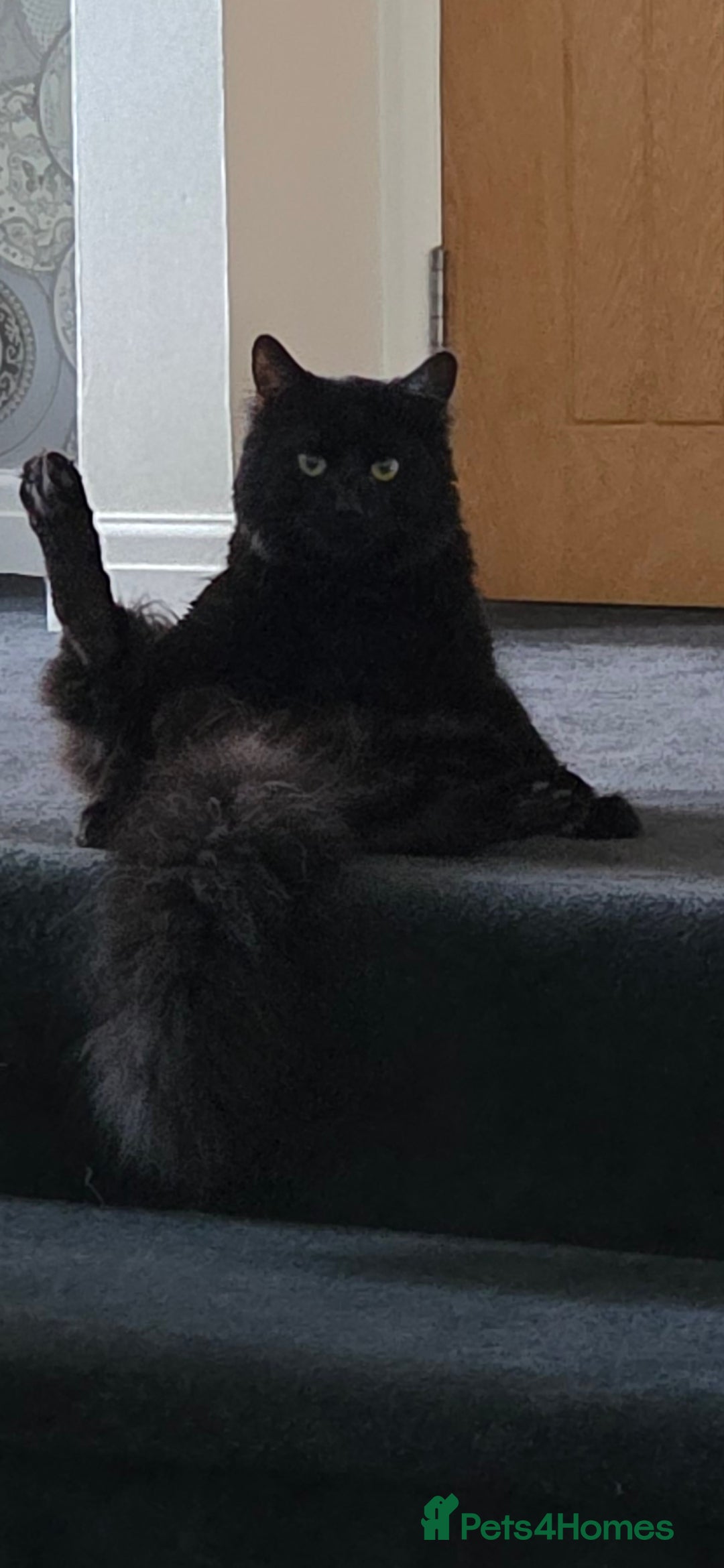 Maine Coon cats for sale: *URGENT HOME * GORGEOUS MAINCOON PRINCE - Image 4