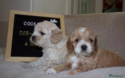 Cockapoo dogs for sale: Unique F1 Cockapoo Puppies - Image 14