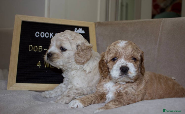 Cockapoo dogs - Advert 16