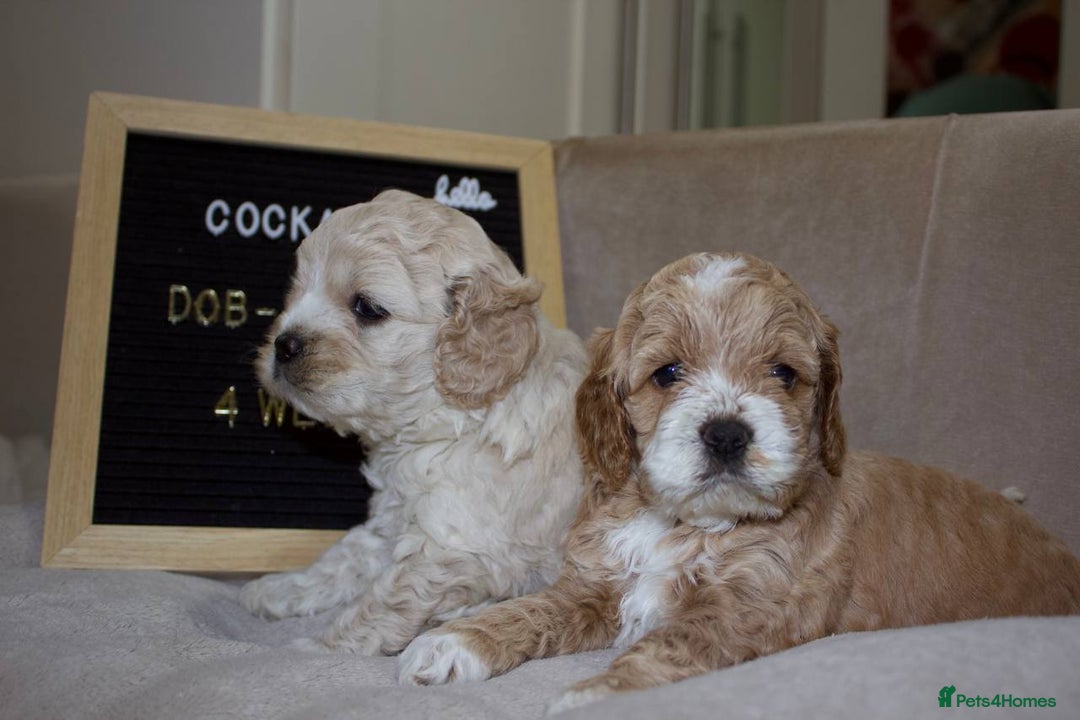Cockapoo dogs for sale: Unique F1 Cockapoo Puppies - Image 14