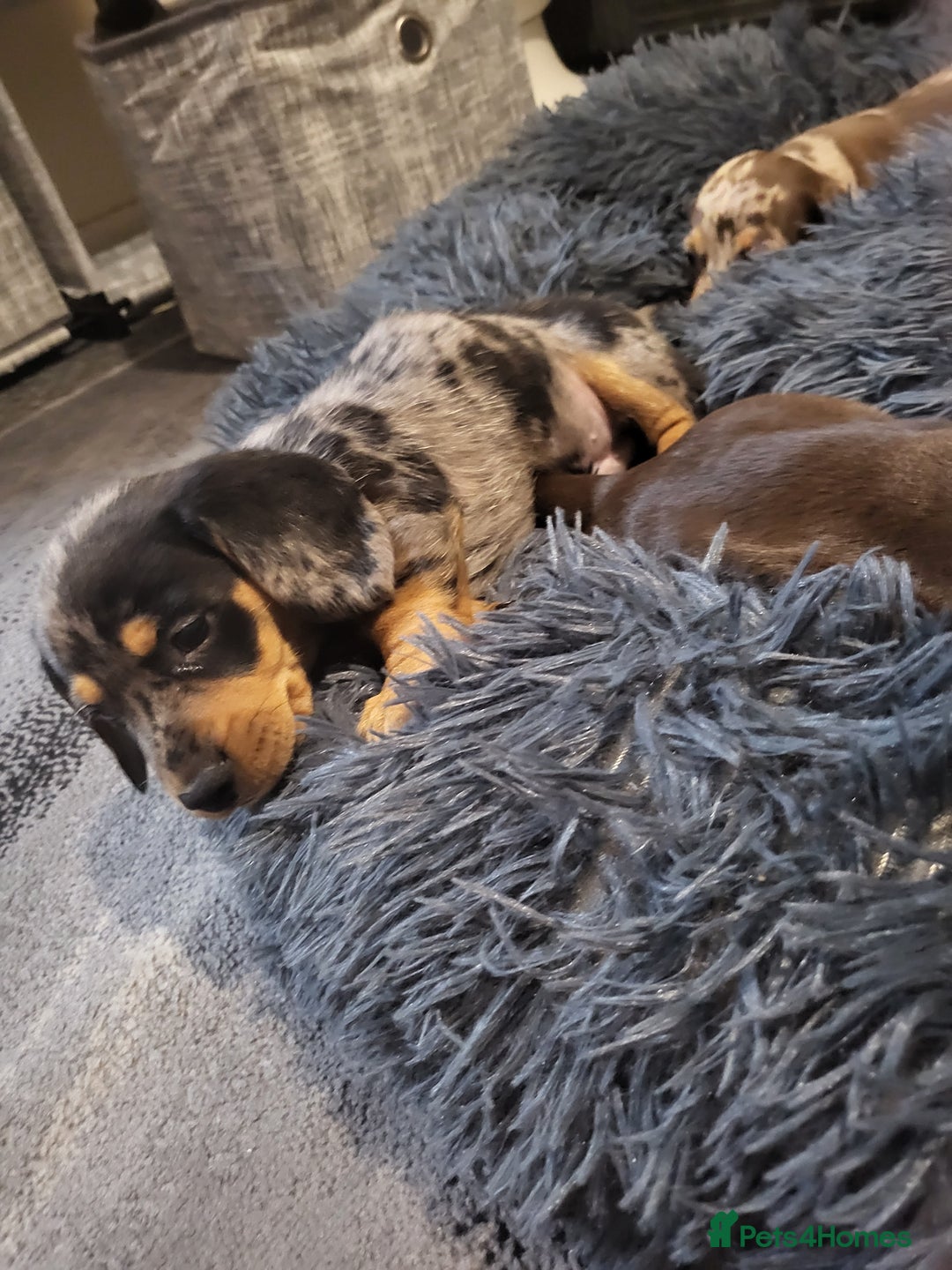 Dachshund dogs for sale: Litter of four beautiful dachshunds - Advert 5