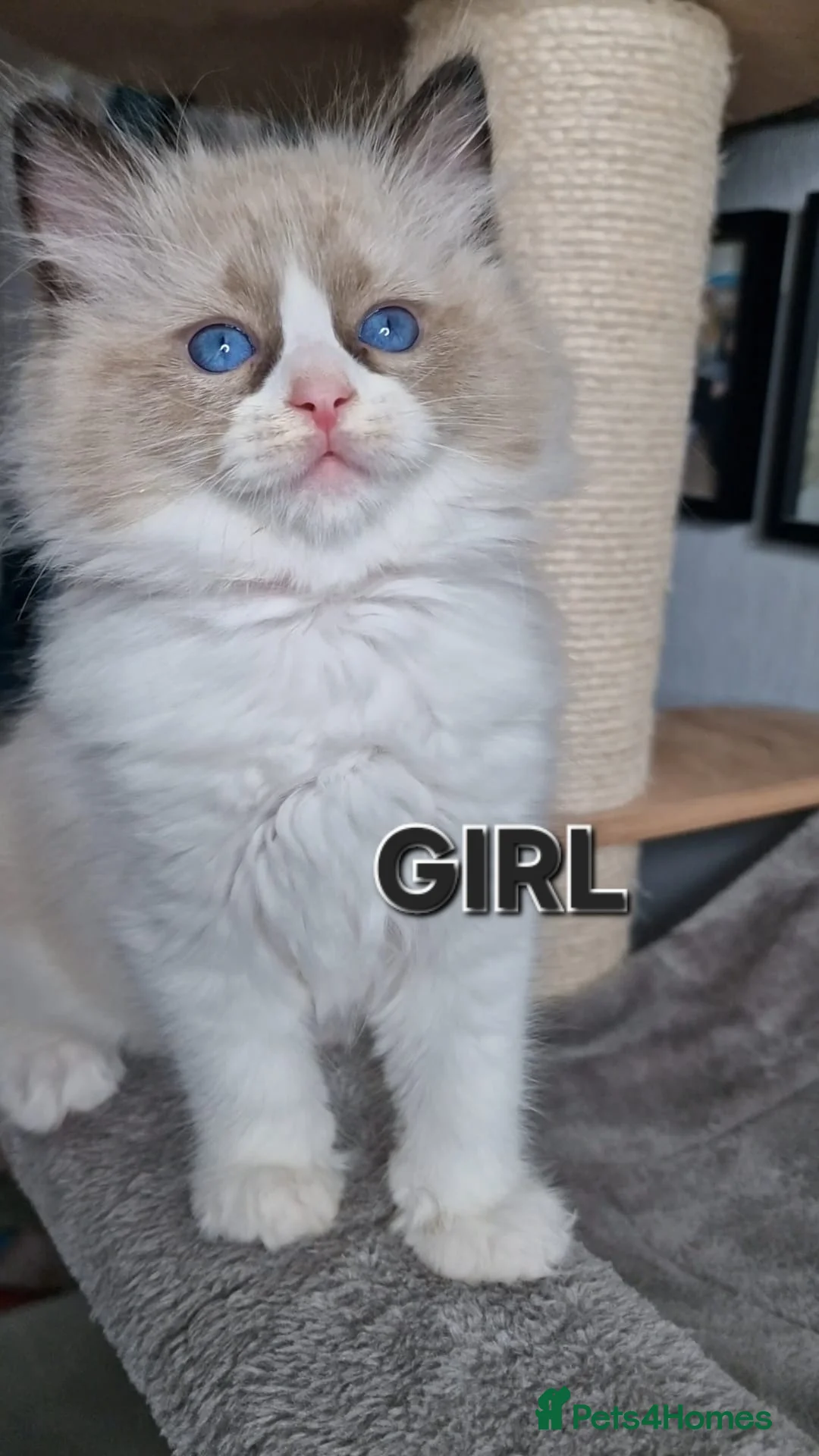 Ragdoll cats for sale: Beautiful Ragdolls  - Advert 2