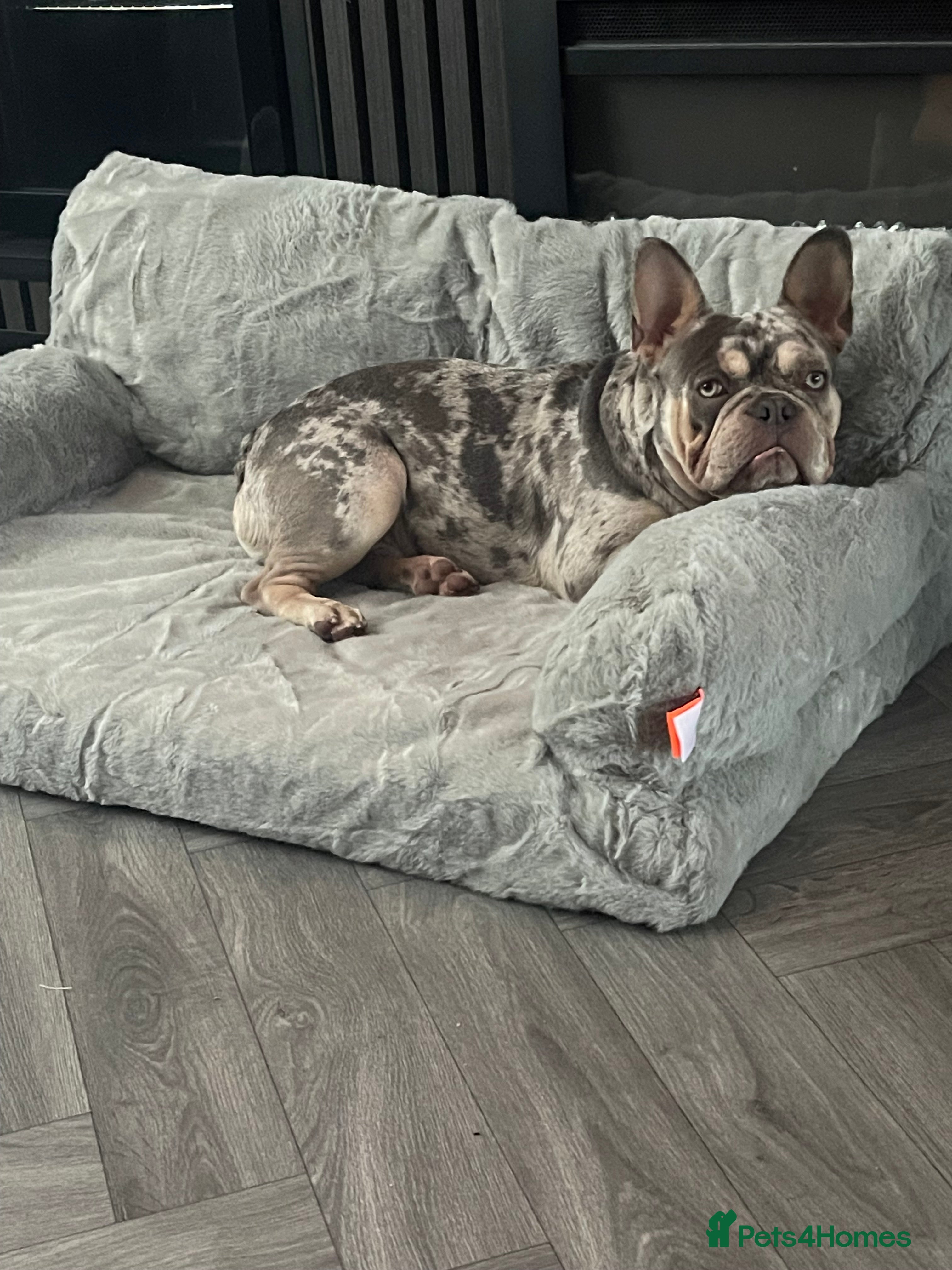 French Bulldog dogs Male French Bulldog  - Advert 1