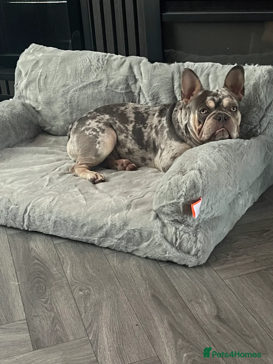 French Bulldog dogs for sale: Male French Bulldog  - Advert 1