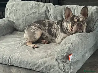 French Bulldog dogs Male French Bulldog - Advert 1