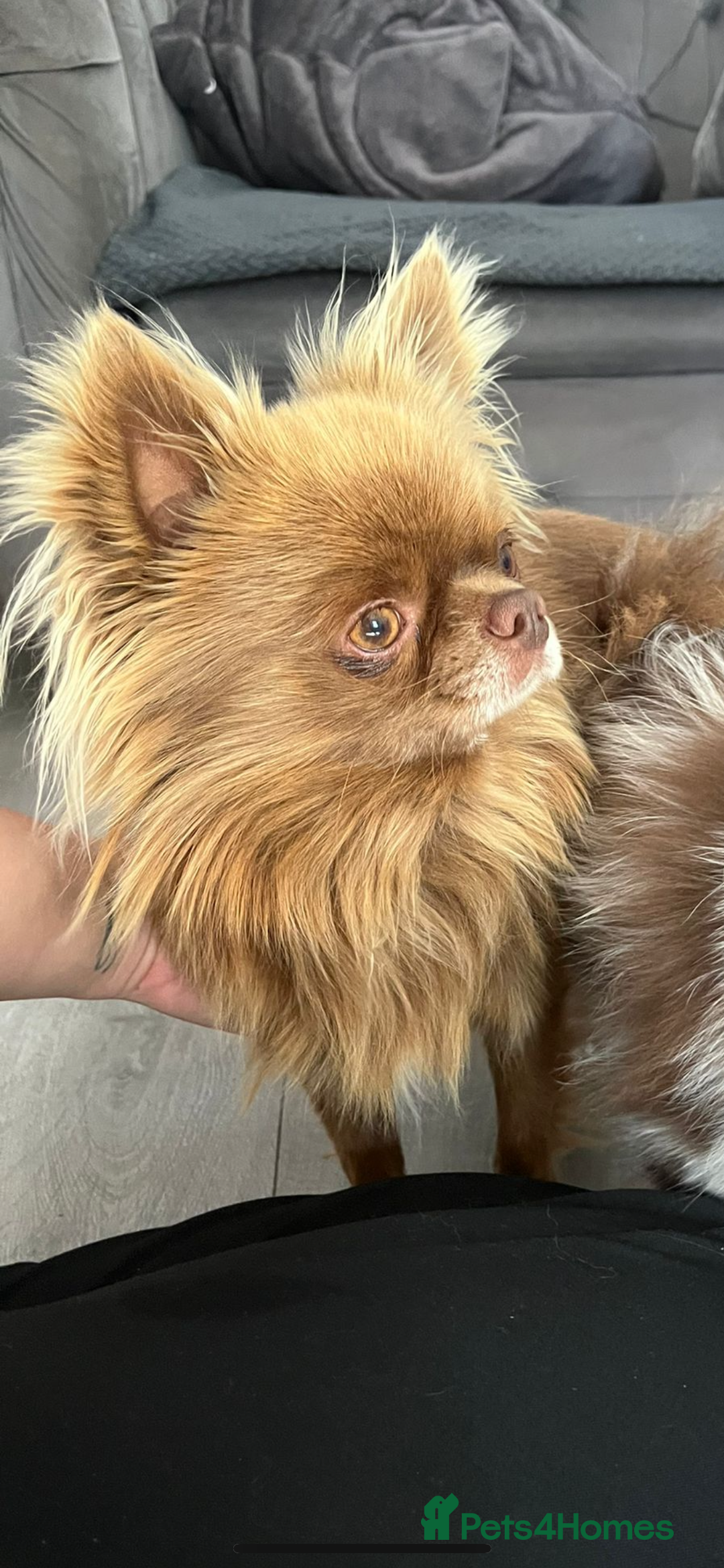 Chihuahua dogs for stud: KC Reg Russian x Italian Full Chihuahua Stud in Stourbridge - Advert 1