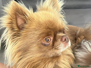 Chihuahua dogs in Stourbridge - Advert 1