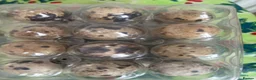 Quail poultry for sale: Quail eggs for sale - Advert 1