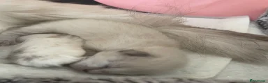 Ragdoll 1
