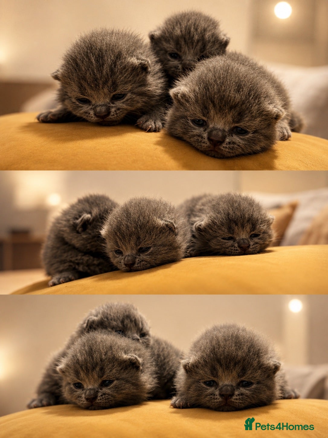 British Shorthair cats British shorthair kittens.  - Advert 3