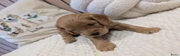 Cavapoo dogs for sale: BEAUTIFUL F1B CAVAPOO PUPPIES  - Advert 7