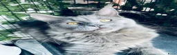 Maine Coon cats for sale: 💙*🦁*BLUE MAINE COON*💎*KITTENS*🦁*💙 - Advert 11