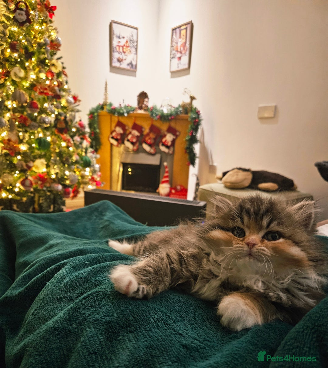 Persian cats for sale: Rare and Stunning Persian Girl  - Advert 6