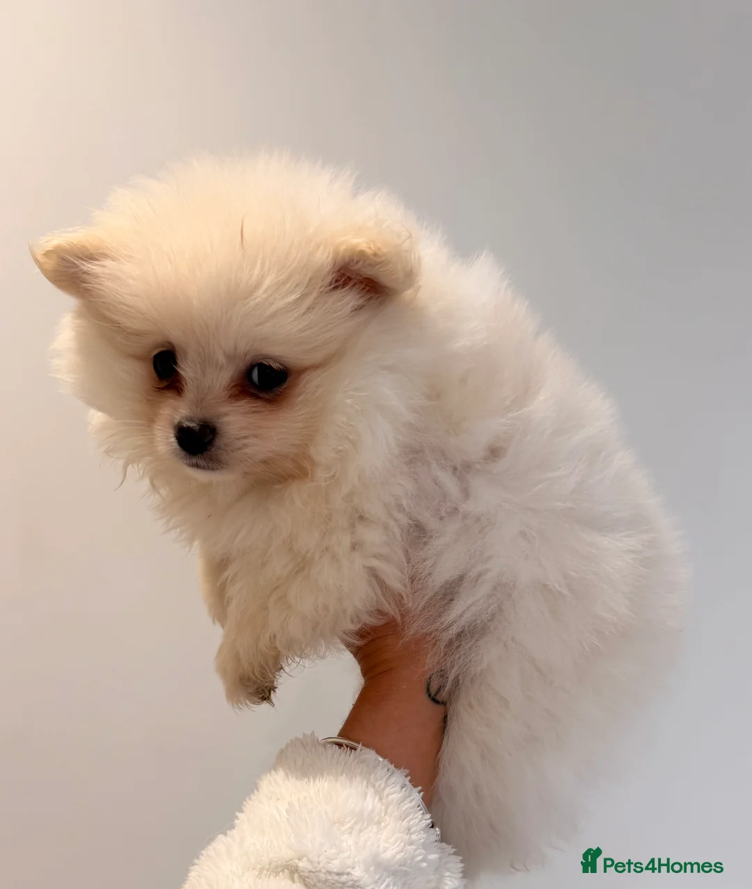 Pomeranian dogs for sale: 3 beautiful creamy/white Pomeranian puppies - Advert 18
